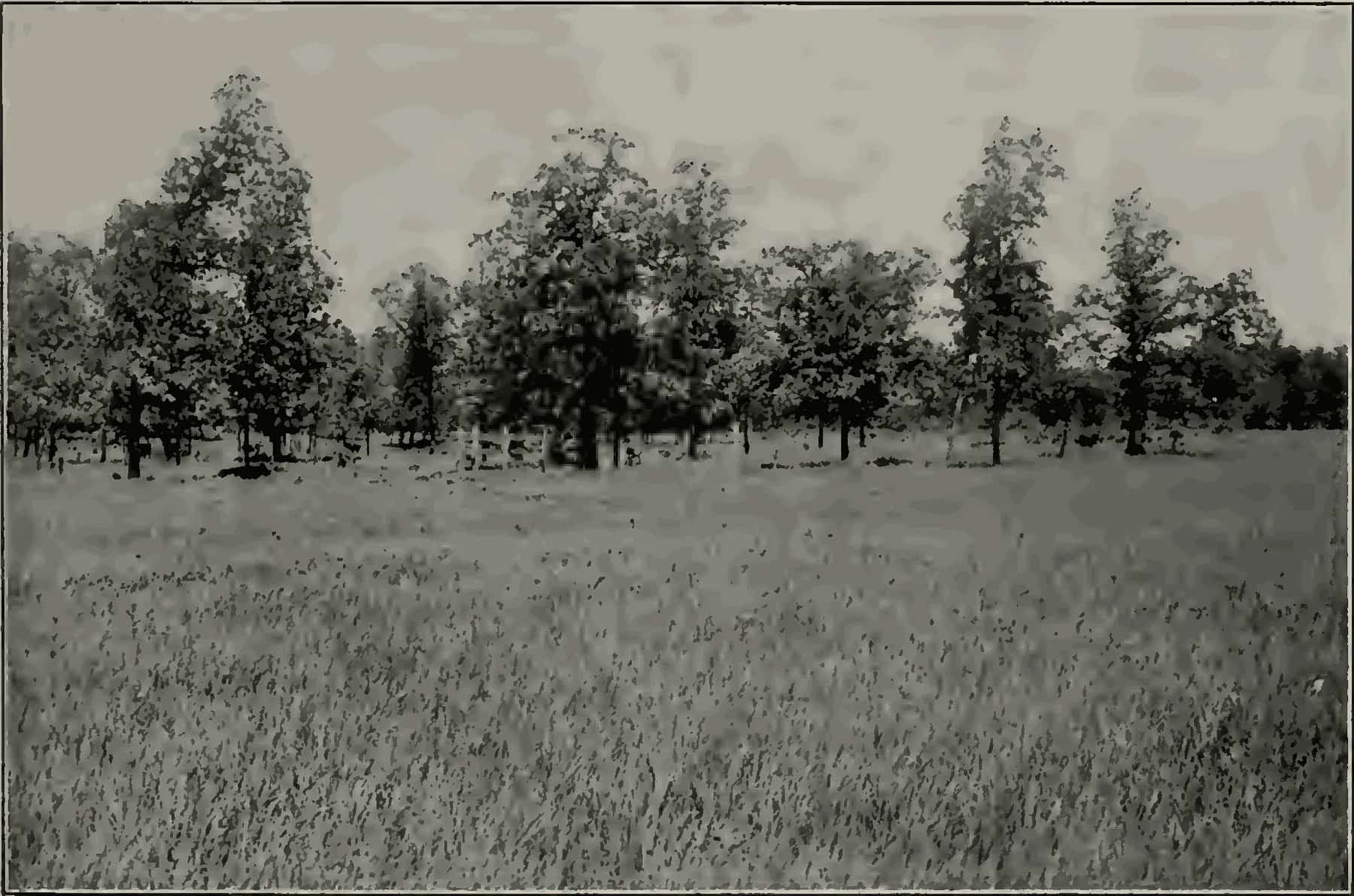 The agricultural landscape of incorporated Shermerville before residents renamed the village Northbrook